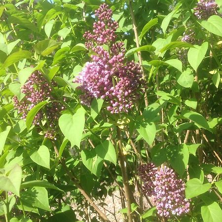 Au Fond Du Jardin Maison D'Hotes แซ็งต์-ซ็องส์ ภายนอก รูปภาพ