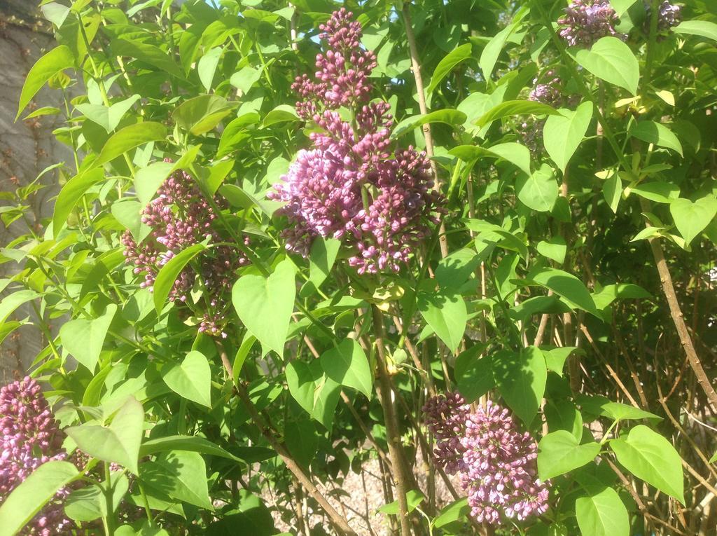 Au Fond Du Jardin Maison D'Hotes แซ็งต์-ซ็องส์ ภายนอก รูปภาพ