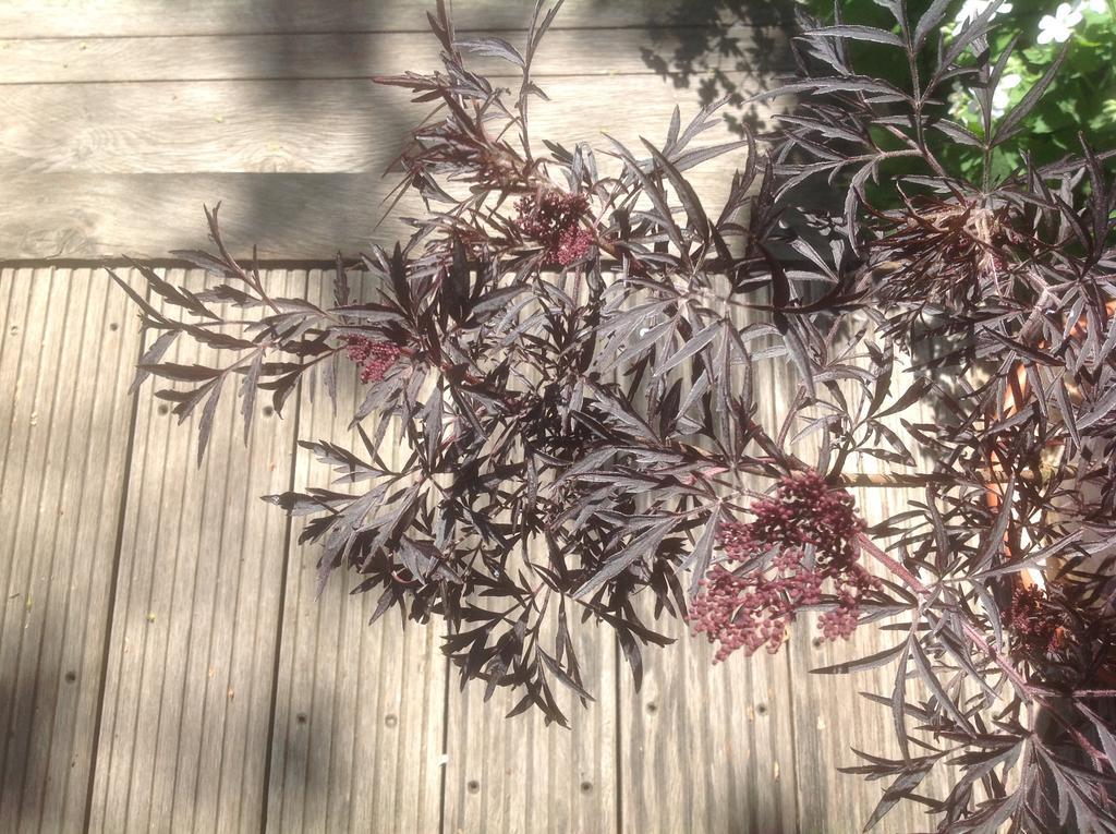 Au Fond Du Jardin Maison D'Hotes แซ็งต์-ซ็องส์ ภายนอก รูปภาพ
